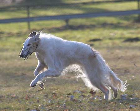 borzoi